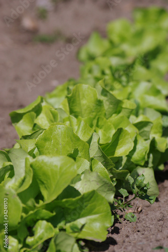 Photo: Pflücksalat Pflücksalat