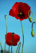 Mohnblüten