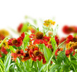 Summer Flowers Abstract Background
