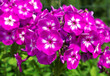 Lilac phlox.