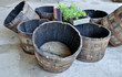 Charred oak  barrels at garden center