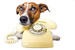 dog phone telephone