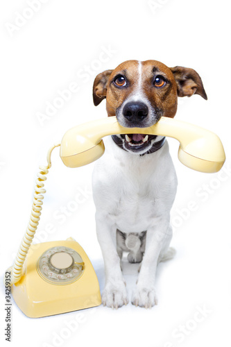 Photo: dog phone telephone dog phone telephone