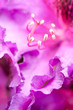 Pink flower Pink flower