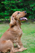 Cocker Spaniel