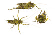 moss mimic  Katydid