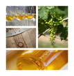 Vin, bouteille, raisin, vigne, œnologie, boisson, chai, cave