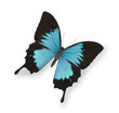 Blue butterfly isolated on white