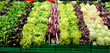 Insalata e radicchio