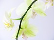 Orchidée