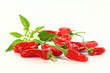 Gewürzpaprika