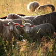 sheep graze in the pasture