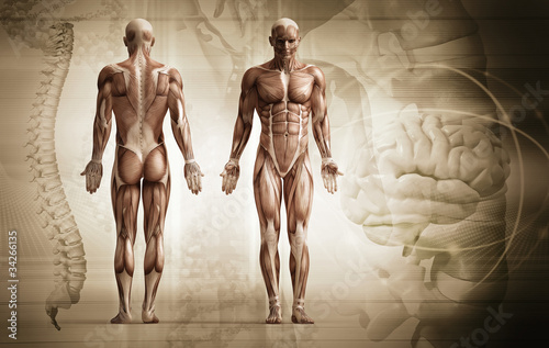 Illustration: human body human body