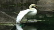 Swan on freedoms.