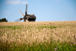 Wheat field and windmill
