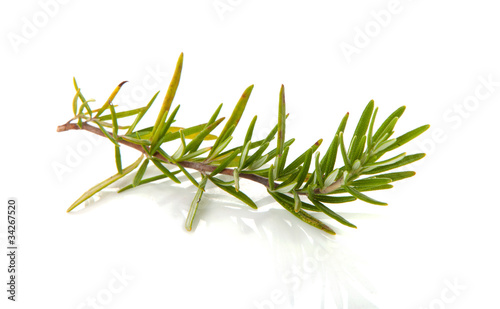 Photo: twig of rosemary over white background twig of rosemary over white background