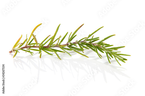 Photo: twig of rosemary over white background twig of rosemary over white background