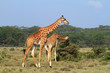 Photo: Rothschild giraffe in Kenya Rothschild giraffe in Kenya