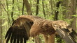 Terrible eagle, close-up.