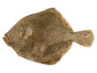 Steinbutt
