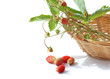 wild strawberry
