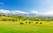 horses on green meadow horses on green meadow