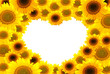 sunflower on white background