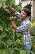 Foto: Mann pflückt Stangenbohnen im Garten Mann pflückt Stangenbohnen im Garten