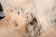 puppy dog