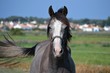 Cheval gris dans le marais Cheval gris dans le marais