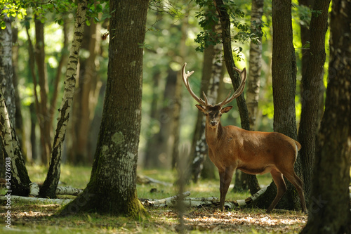 Photo: cerf 4 cerf 4
