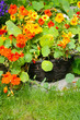 Blooming nasturtium in the garden Blooming nasturtium in the garden