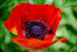 Red Poppy 2