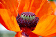 Red Poppy