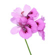 violet flowers