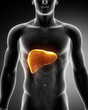 Male liver anatomy with digestive organs