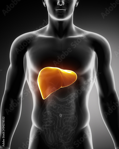 Illustration: Male liver anatomy with digestive organs Male liver anatomy with digestive organs