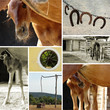 Image : Collage of beautiful baby horse and rural landscapes