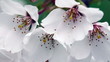 Dainty spring cherry blossoms closeup