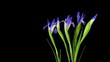 Iris Timelapse