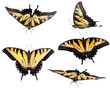 Eastern Tiger Swallowtail