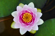symmetrical lotus for conceptual photo