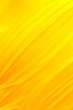 Sunflower petals