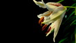 Lily Timelapse