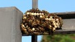 Nido di vespe-Wasp nest