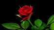 Rose Timelapse