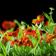 Flowers Abstract Background over black
