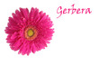 Fiche gerbera