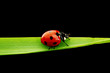 ladybug isolated on black ladybug isolated on black