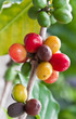 cerises de caféier
